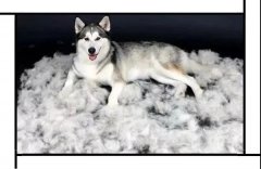 毛質差、過度脫毛？華興重磅推出犬美毛處方糧